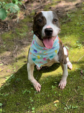 Load image into Gallery viewer, Rainbow Narwhals Pet Bandana