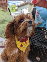 Load image into Gallery viewer, Little Ladybug Waltz Pet Bandana