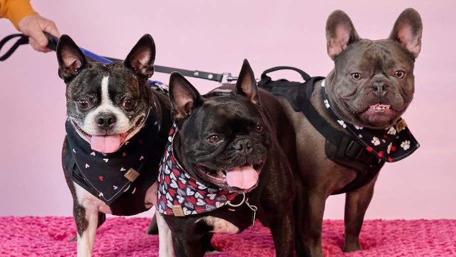 Three French Bulldogs on pink a pink floor wearing valentine's day themed bandanas.