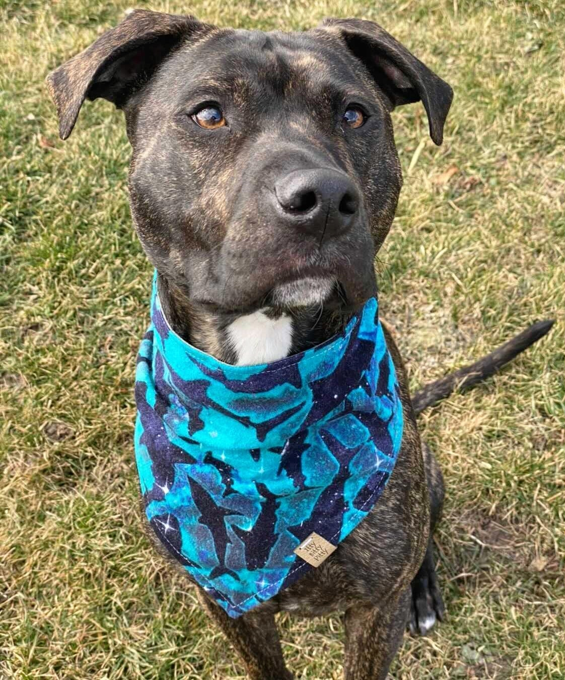 Celestial Sharks Pet Bandana