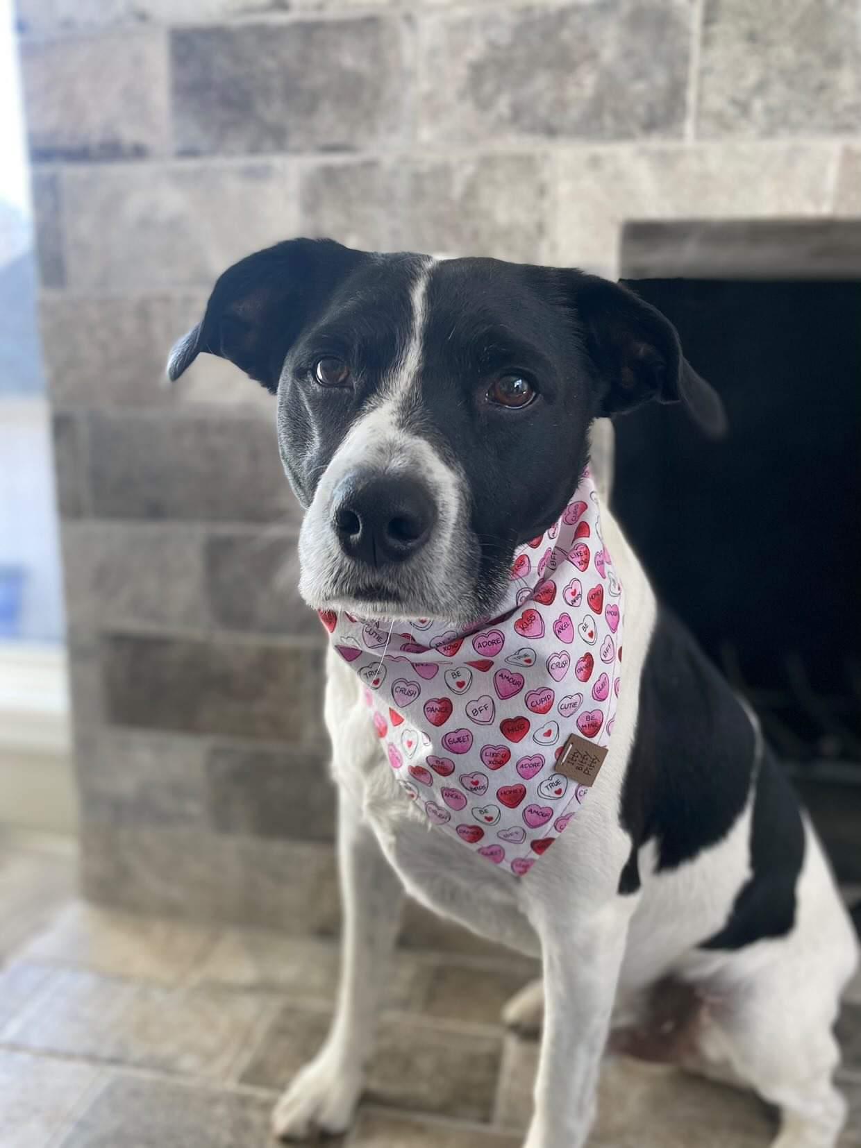 Candy Hearts Pet Bandana