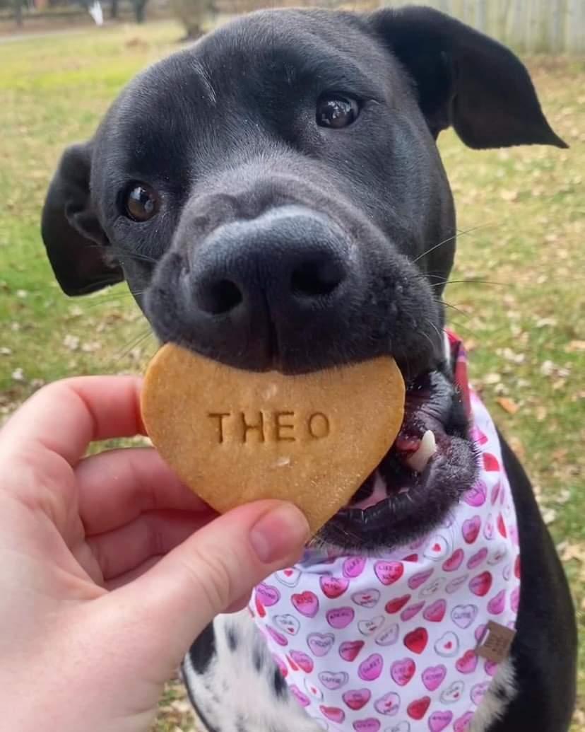 Candy Hearts Pet Bandana