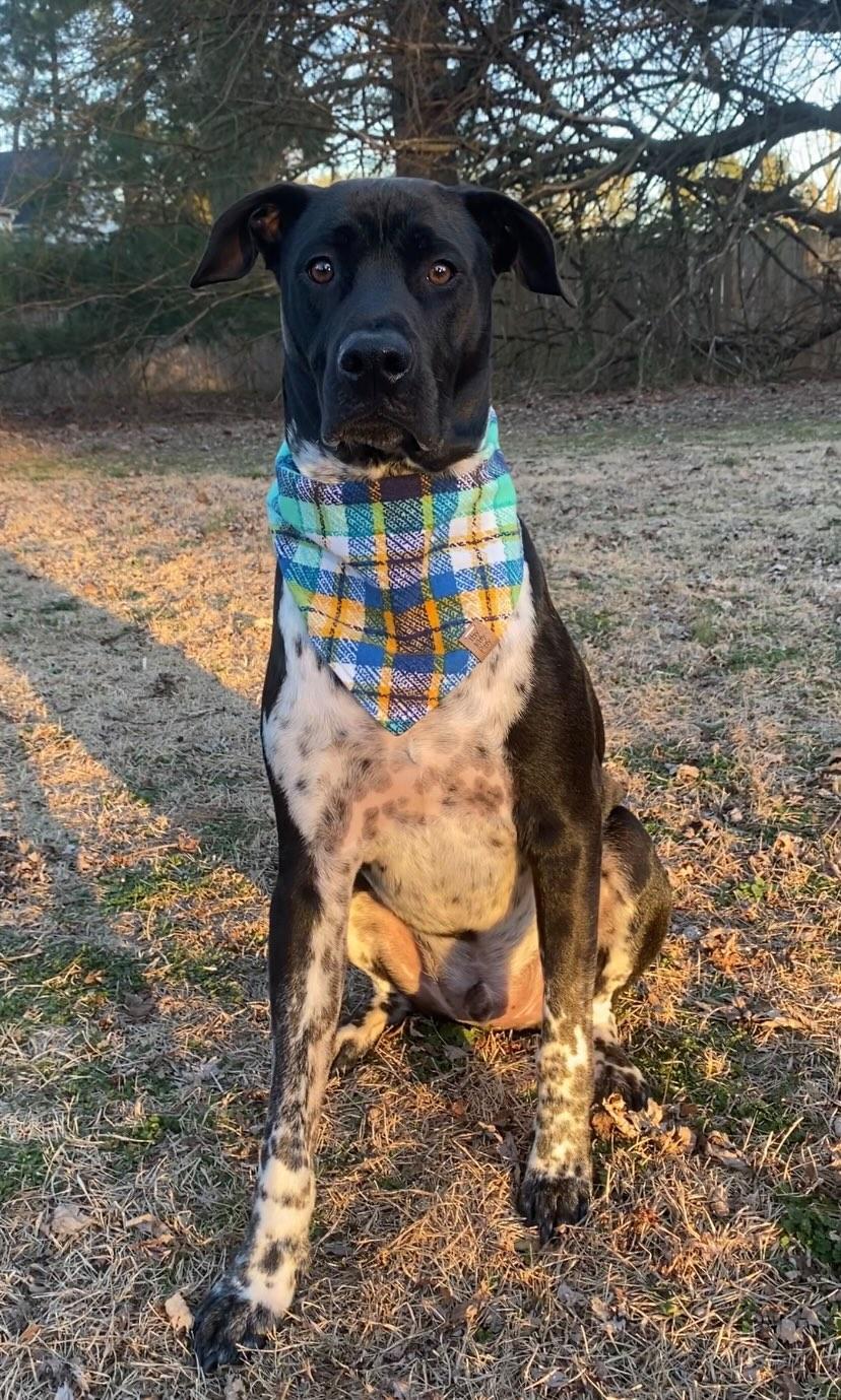 Spring Argyle Pet Bandana
