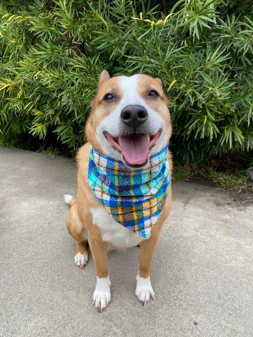 Spring Argyle Pet Bandana