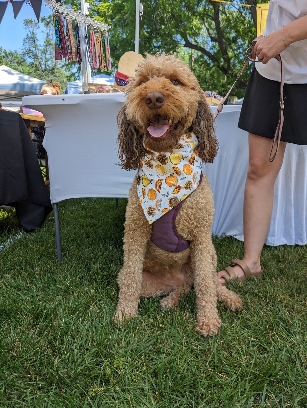 Darling Clementine Pet Bandana