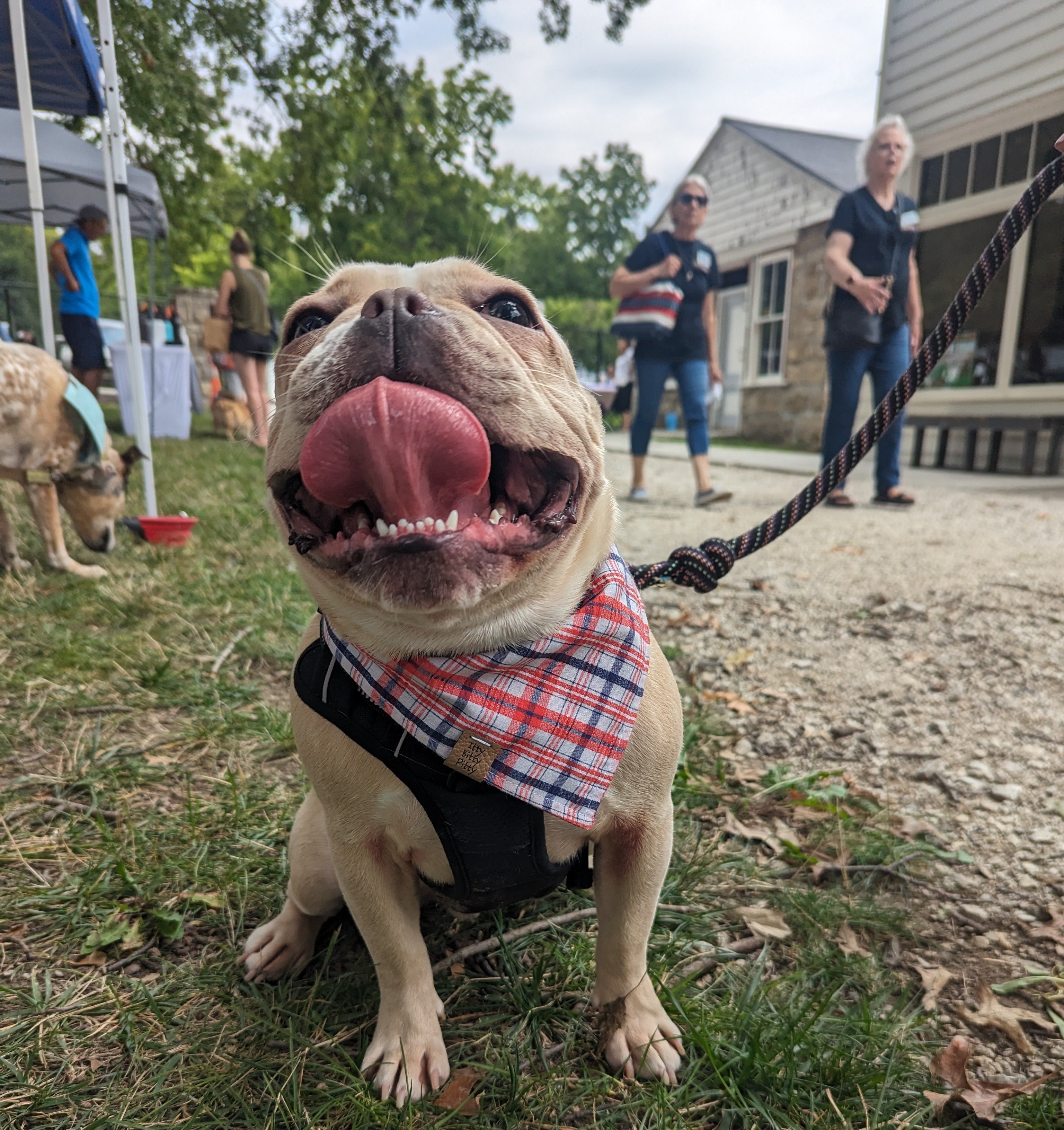 Tan frenchie dog with a red, white, and blue plaid bandana sitting on grass with people walking in the background