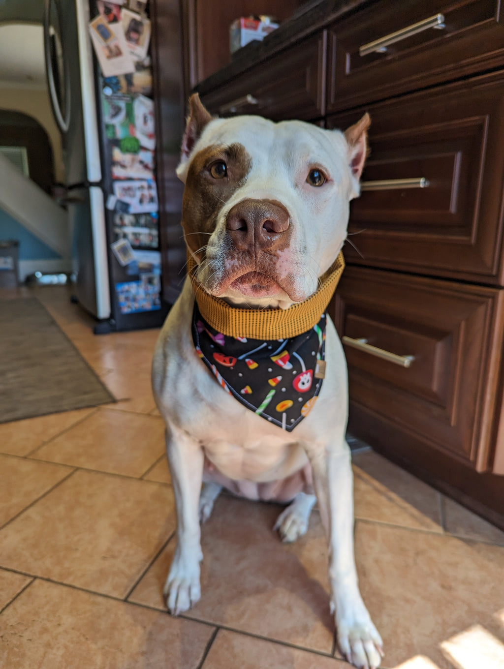 Candy Haul Pet Bandana