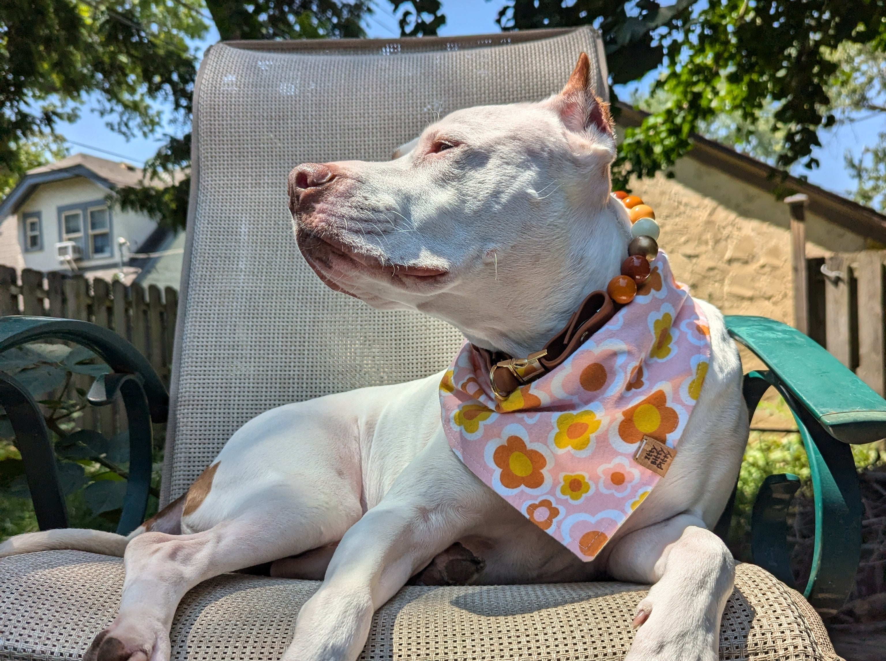 White dog with a colorful bandana and beaded collar sitting in a patio chair outdoors.