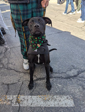 Load image into Gallery viewer, Saint Pitty&#39;s Day Pet Bandana
