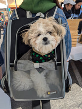 Load image into Gallery viewer, Saint Pitty&#39;s Day Pet Bandana
