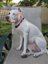 Load image into Gallery viewer, Magenta Diamond Collar - 18.5&quot; - LargeB
