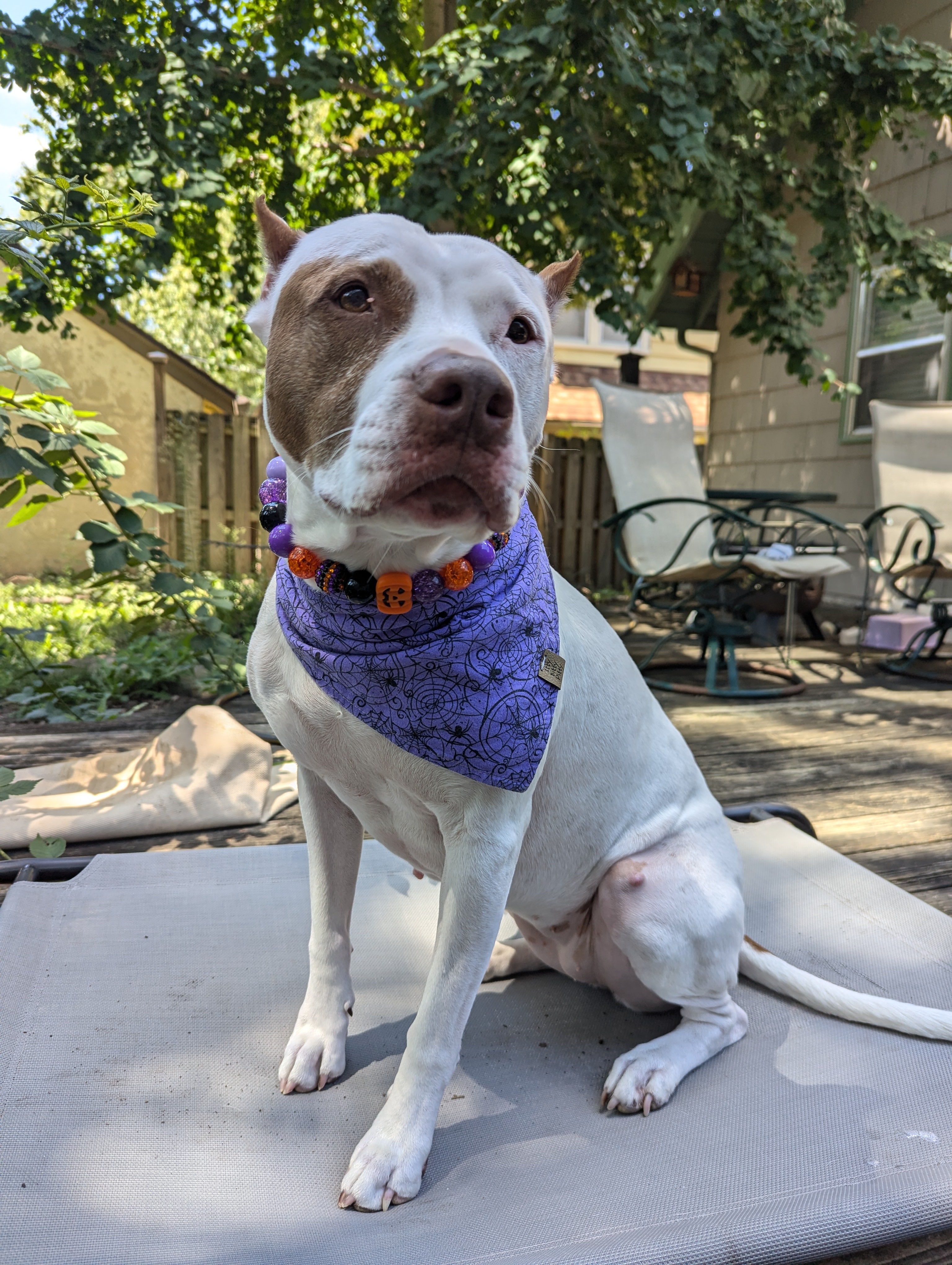 Pumpkin Halloween Beaded Pet Collar