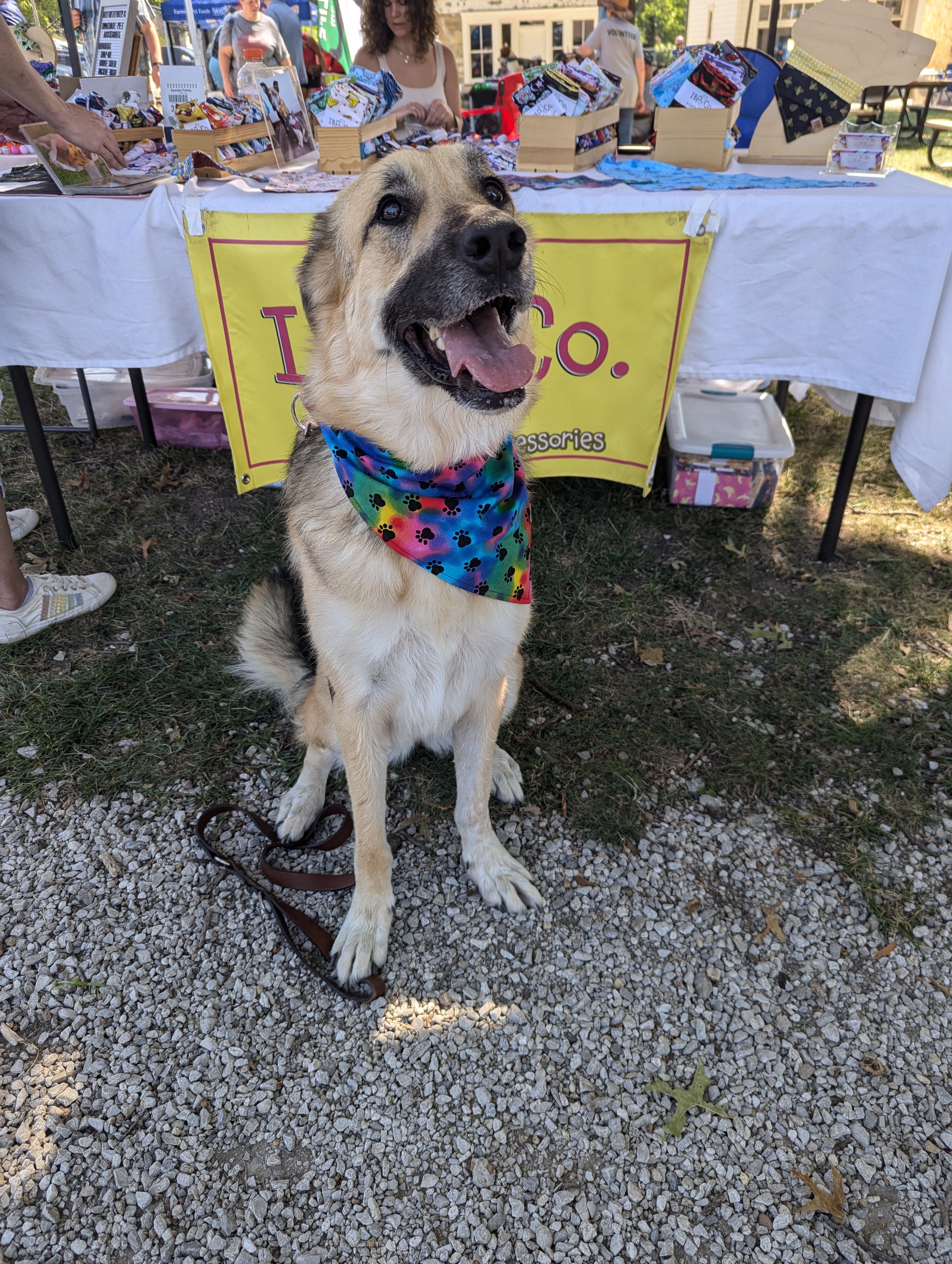 Rainbow Paw Print Pet Bandana