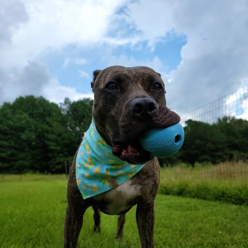 Lemonade Pet Bandana