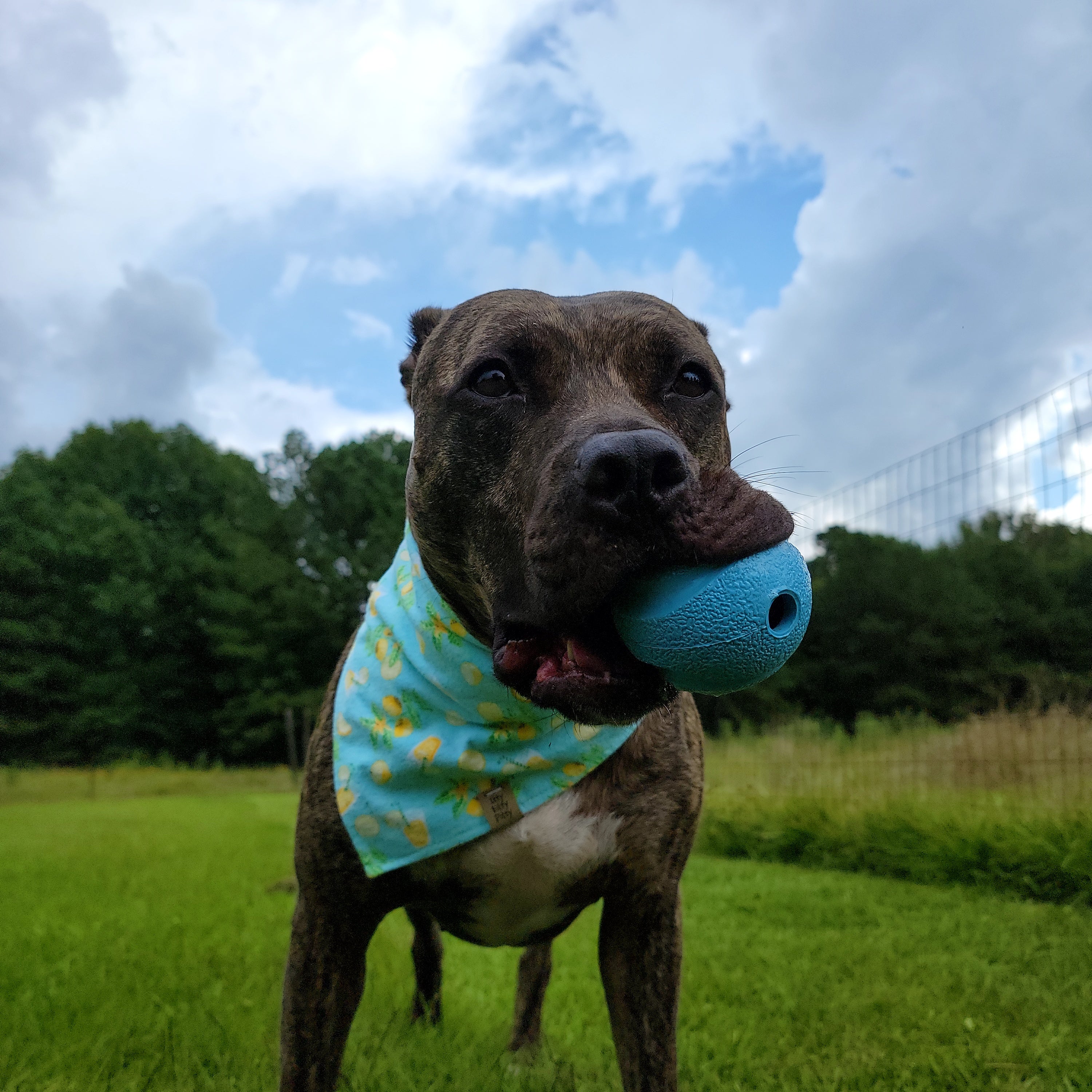 Lemonade Pet Bandana