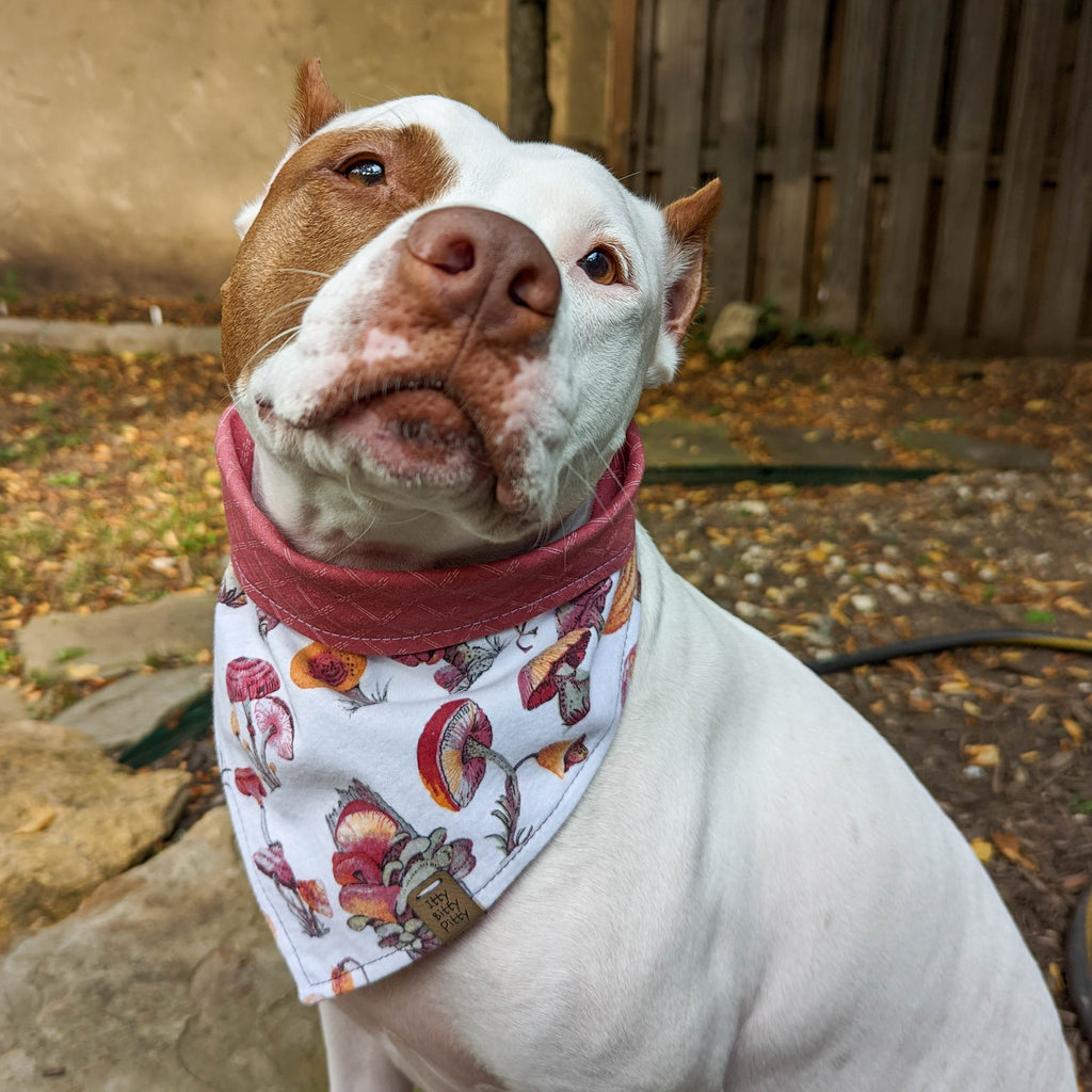 Toadstool Tales Pet Bandana