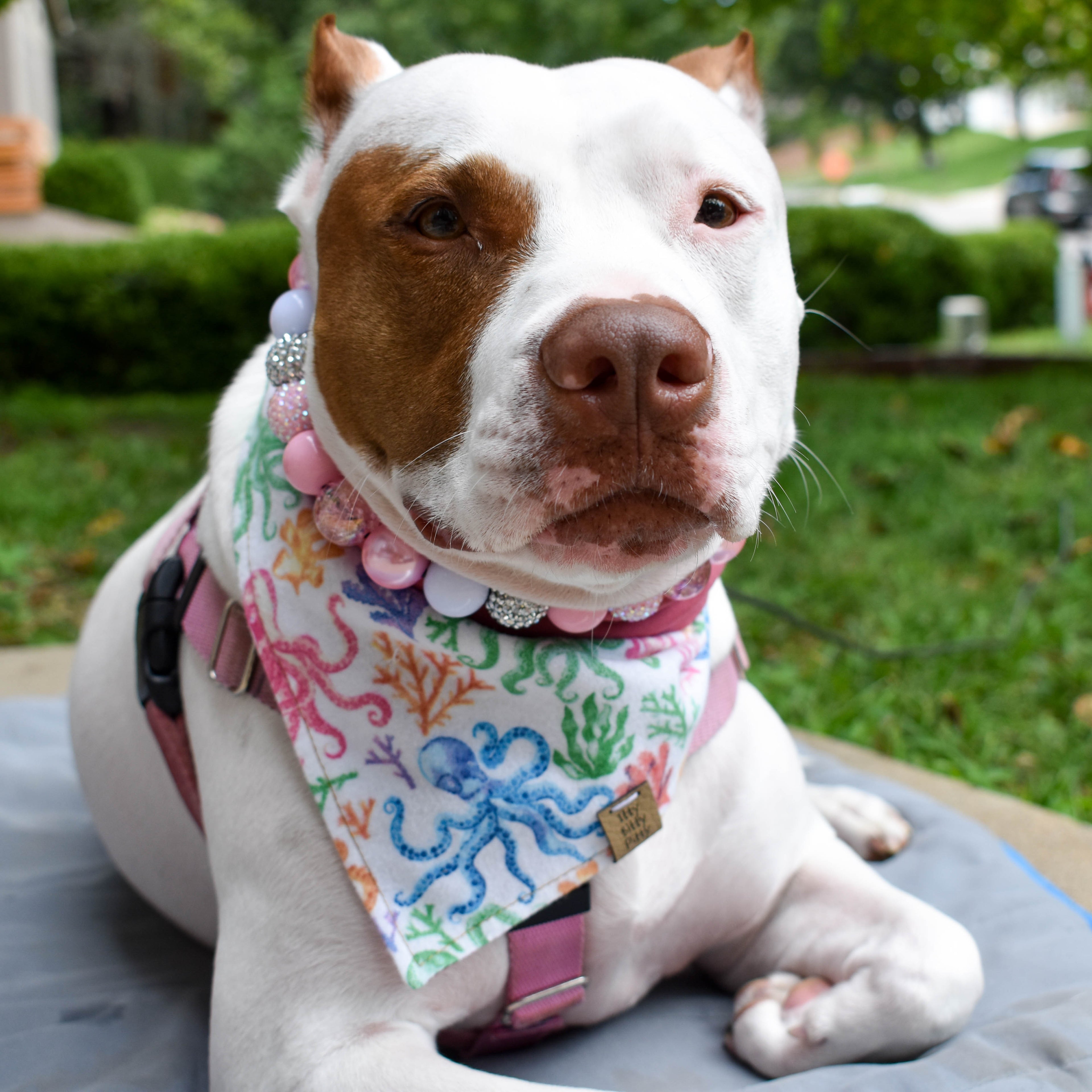 Octopus's Garden Pet Bandana