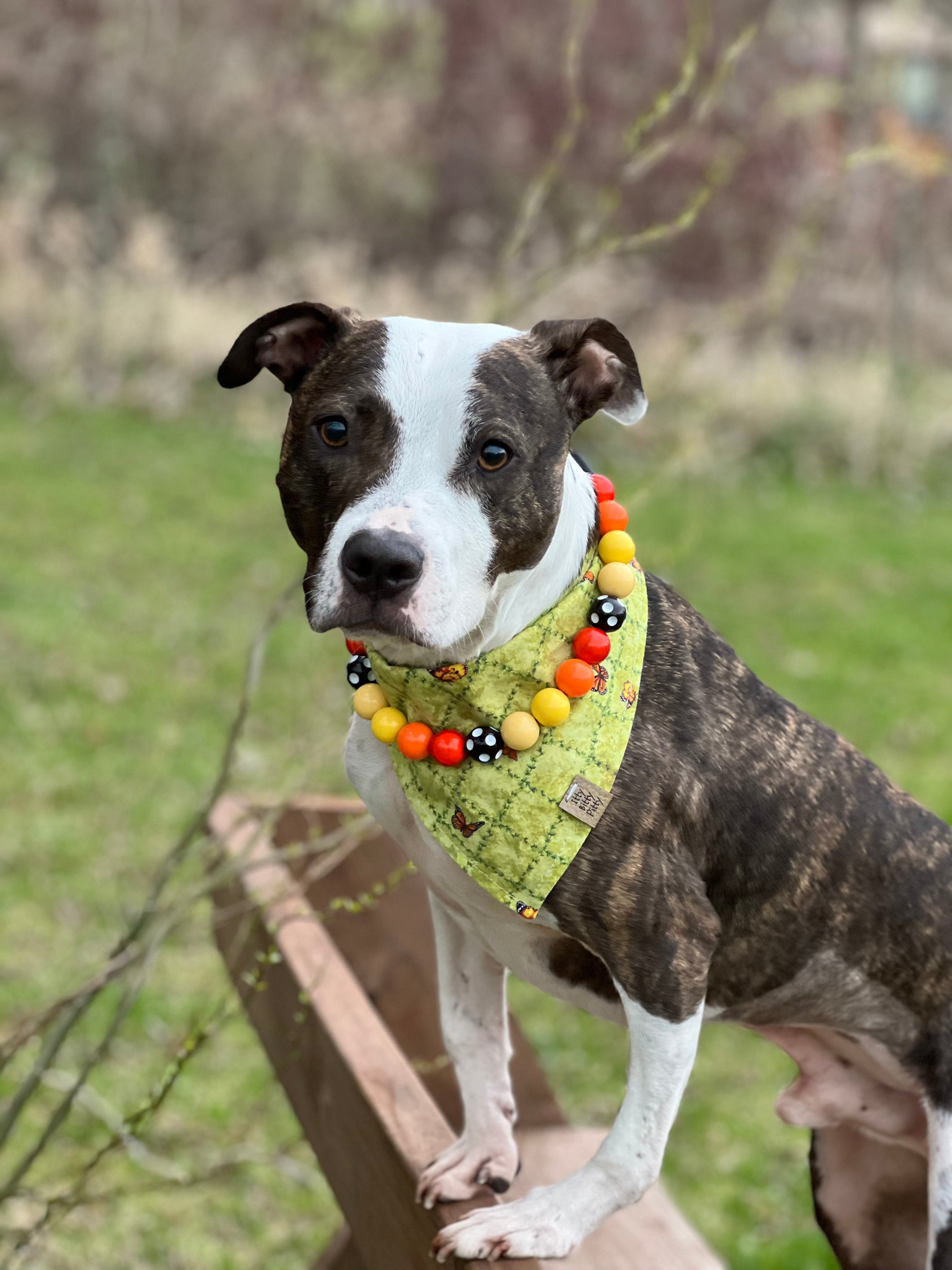 Save the Monarchs Pet Bandana