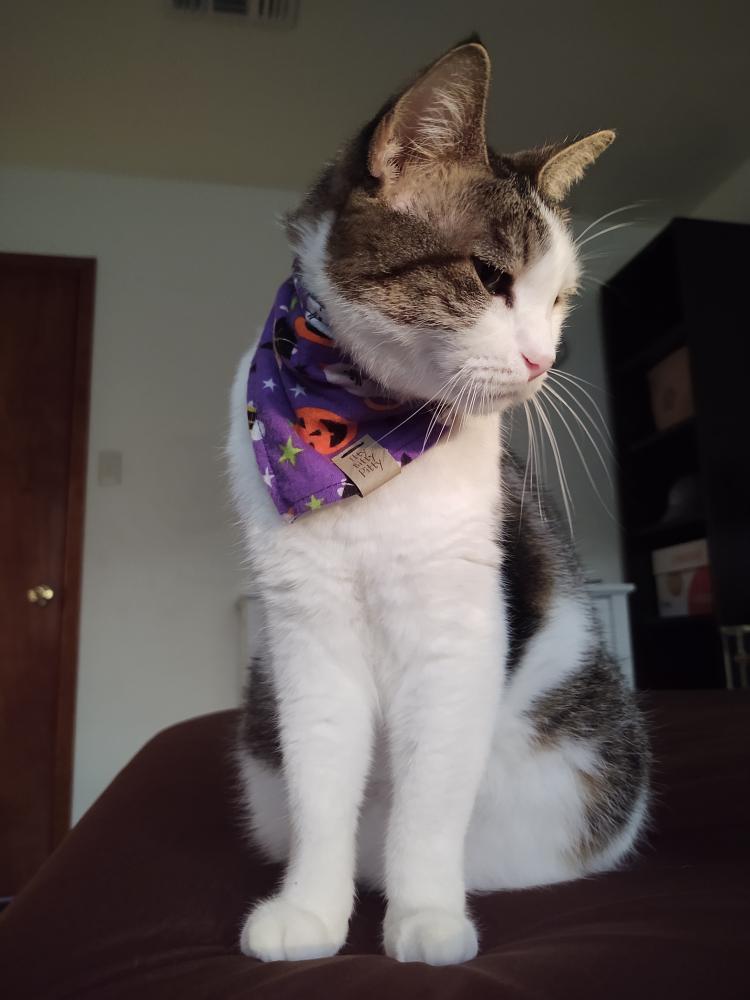 Halloween Cats Pet Bandana