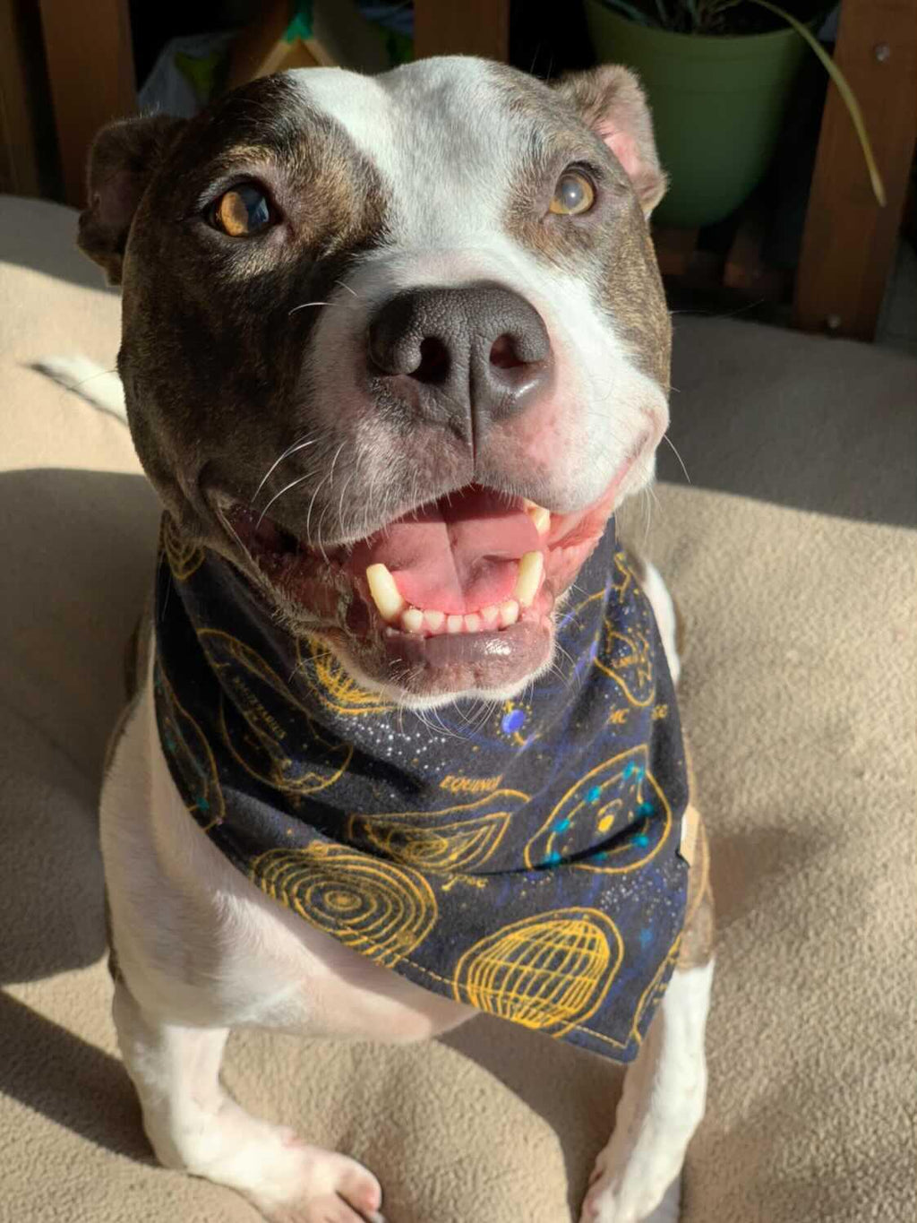 Solstice Maps Pet Bandana