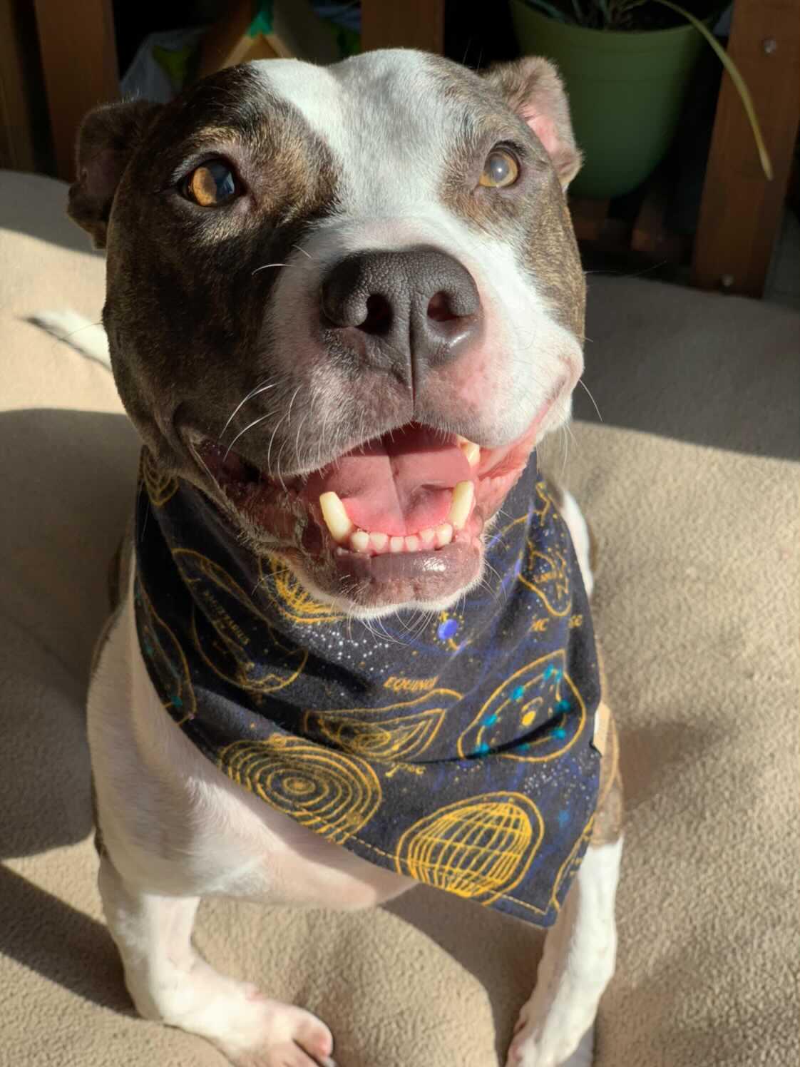 Solstice Maps Pet Bandana