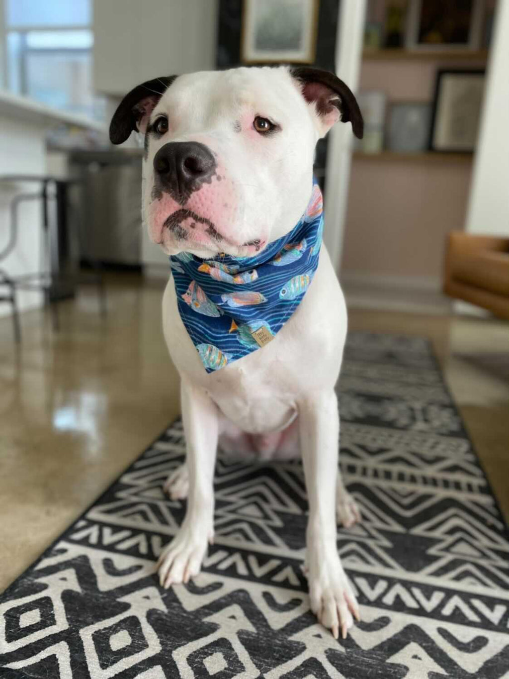 Just Keep Swimming Pet Bandana