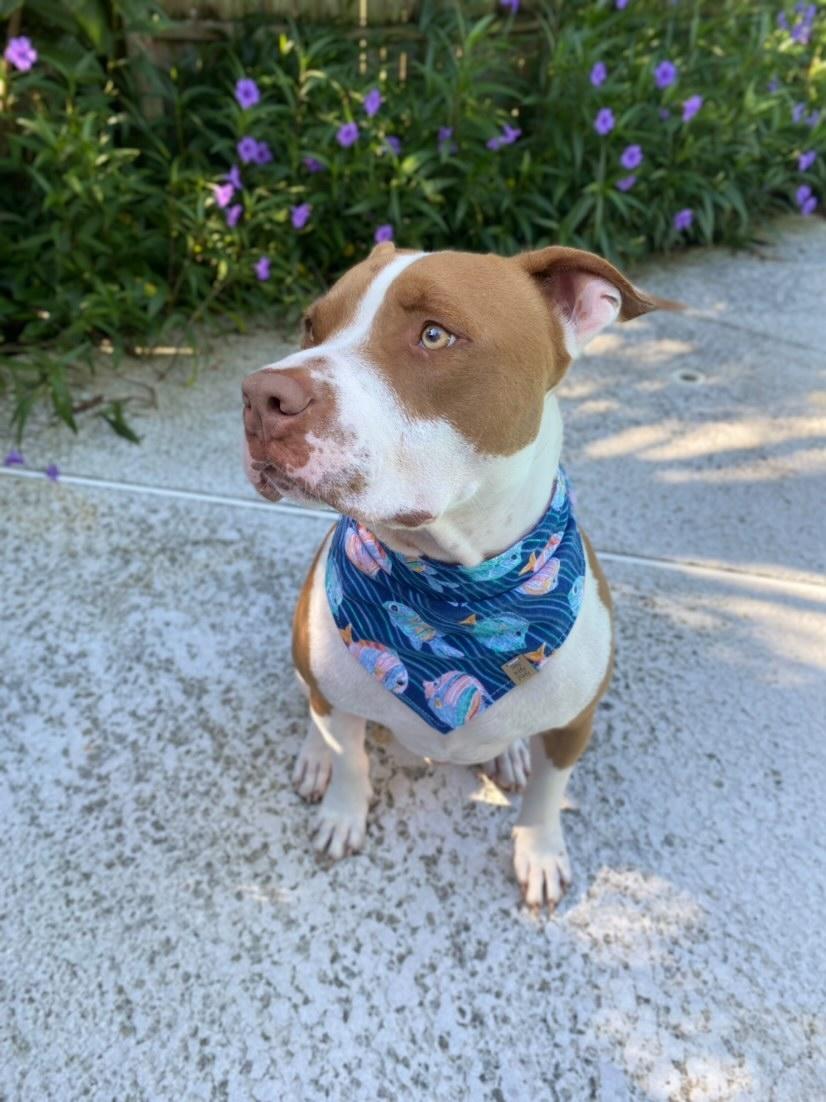 Just Keep Swimming Pet Bandana