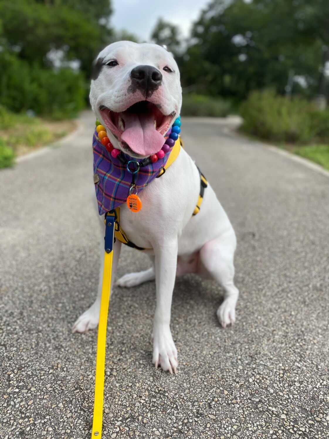 Purple Sea Creatures Pet Bandana