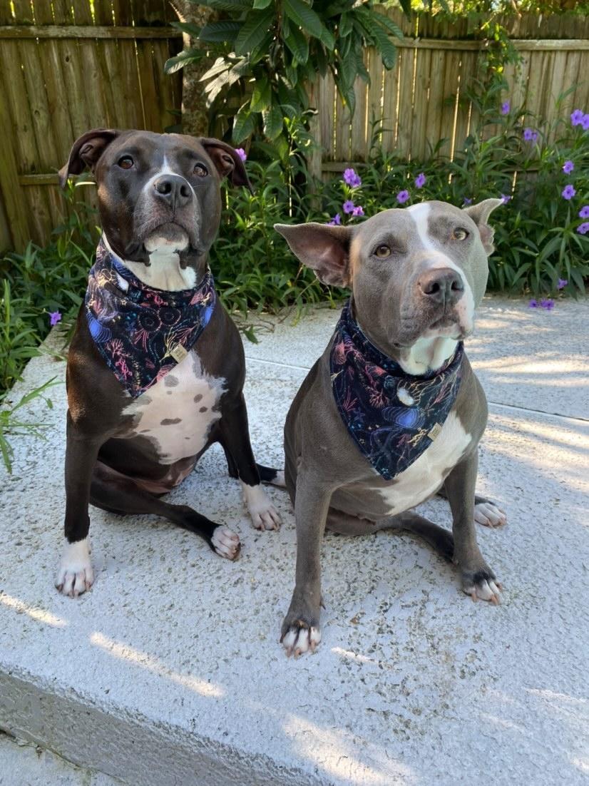 Electric Jellyfish Pet Bandana