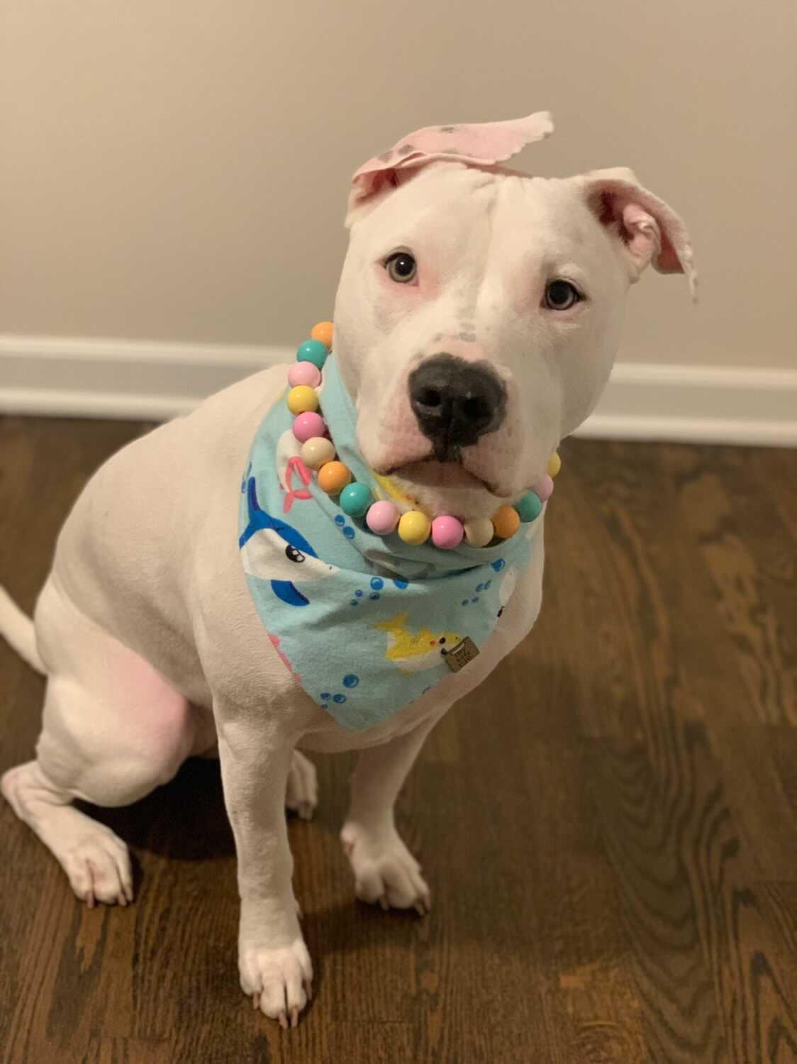 Baby Shark Pet Bandana