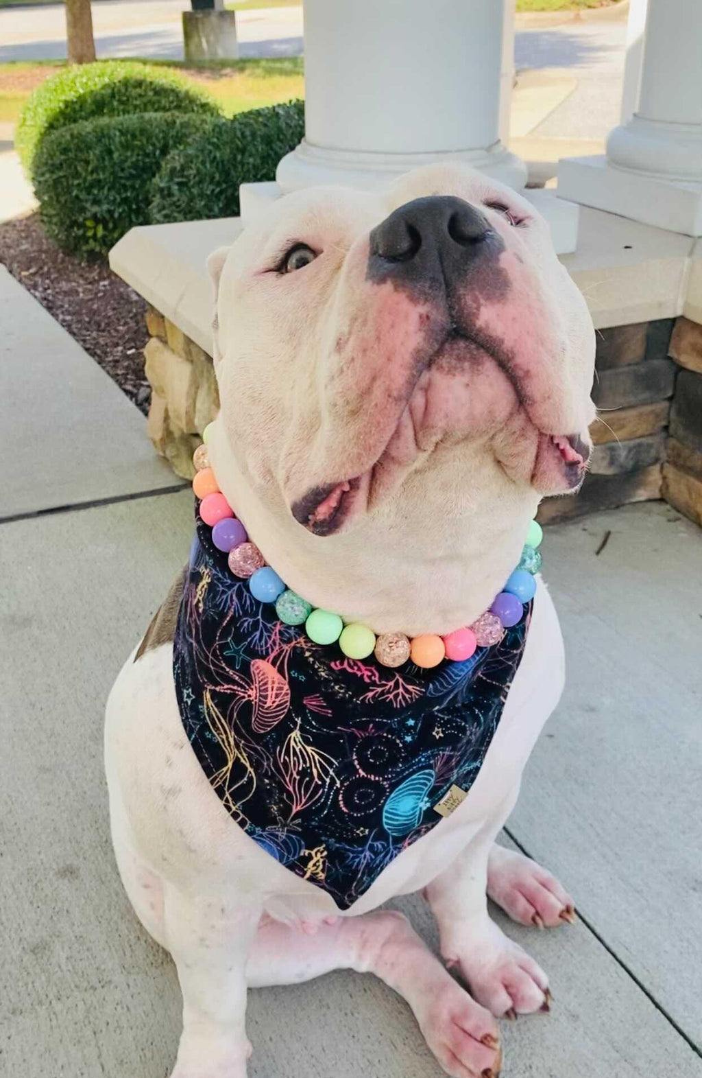 Electric Jellyfish Pet Bandana