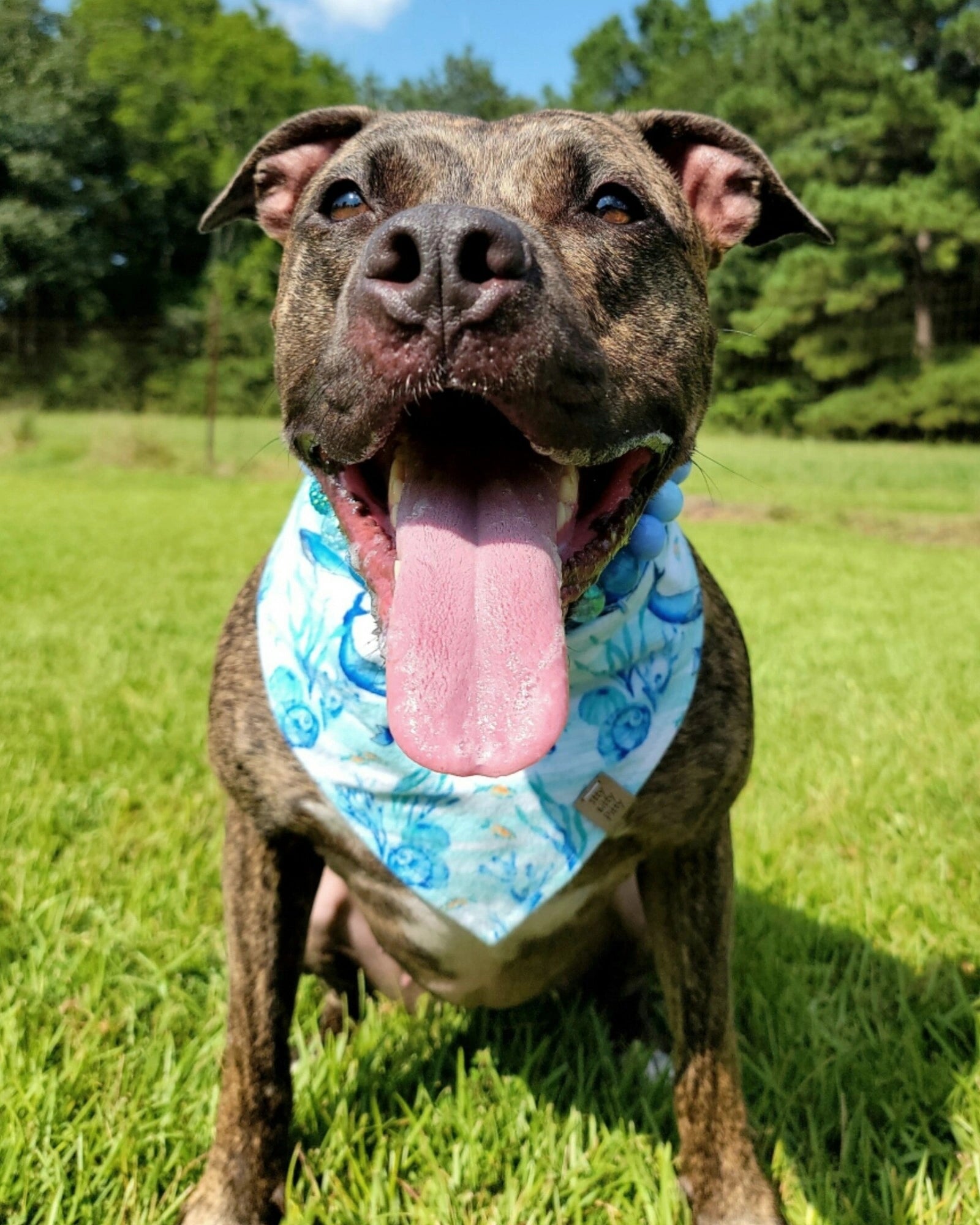Whale Central Pet Bandana
