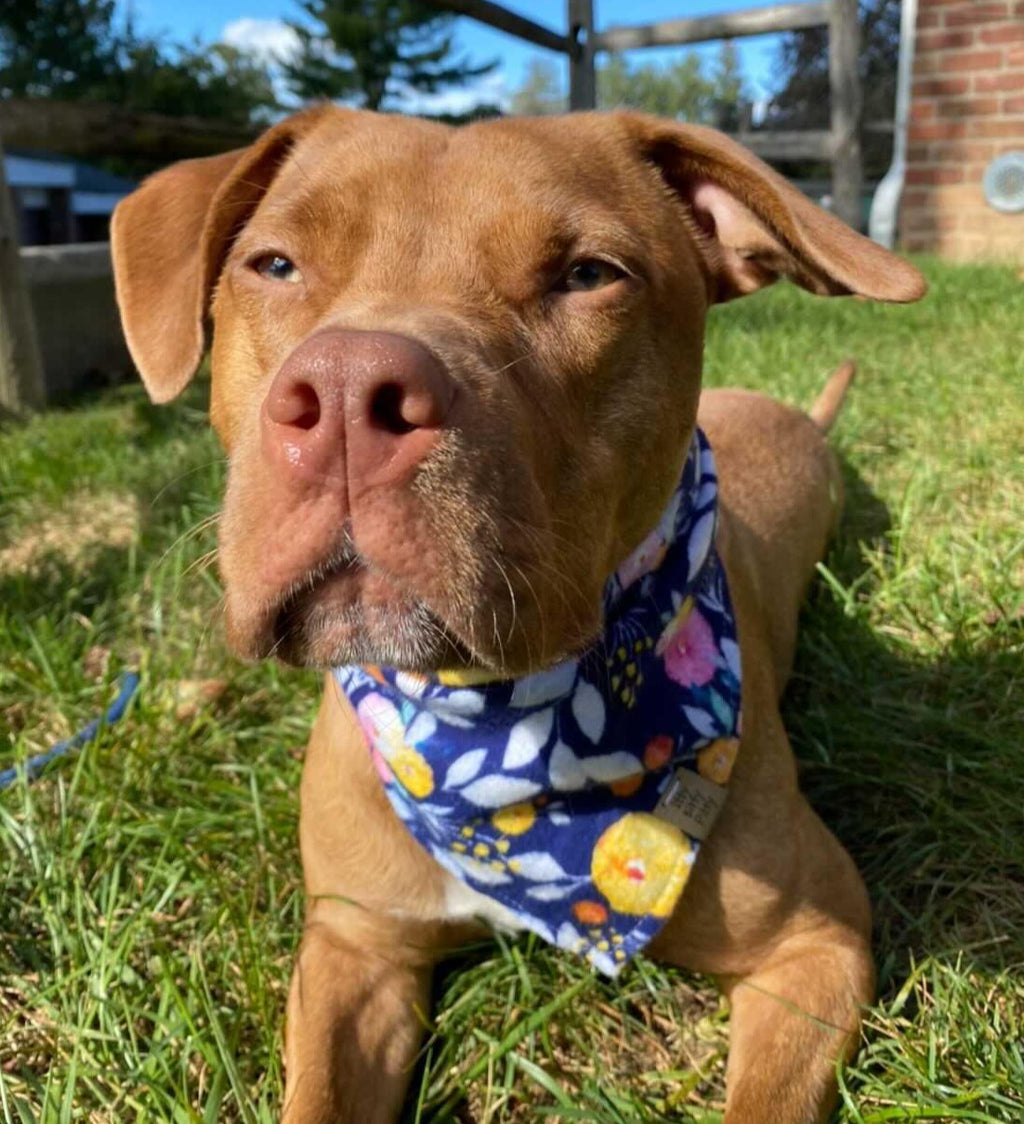 Navy Floral Pet Bandana