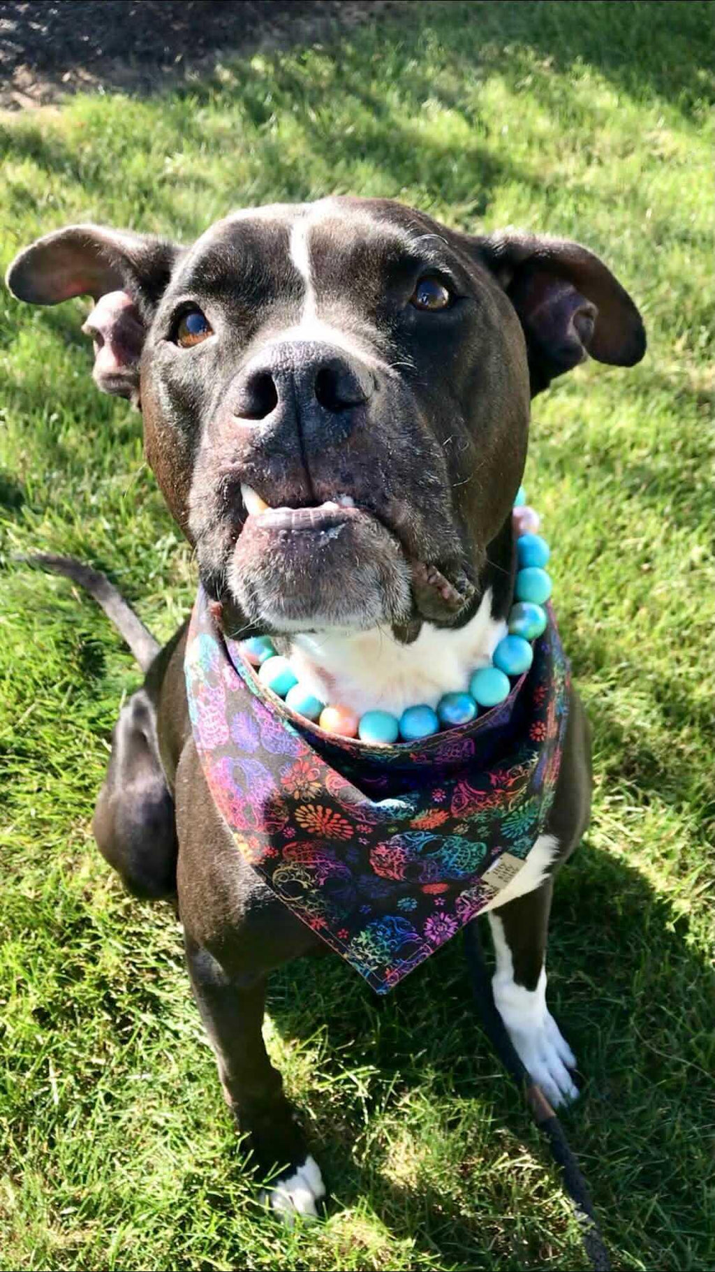 Day of the Dead Pet Bandana