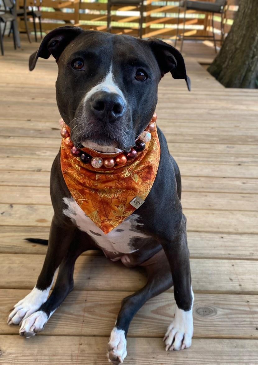 Golden Leaves Pet Bandana