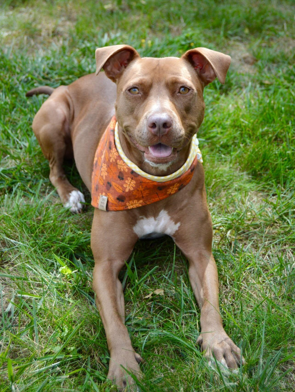 Acorn Pet Bandana