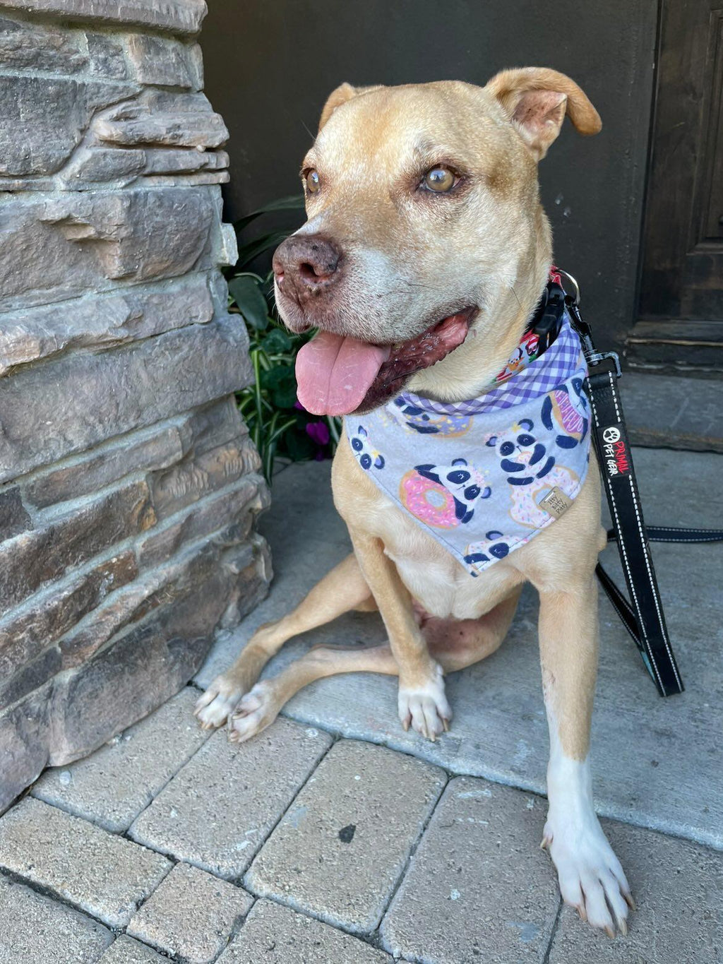 Panda Donuts Pet Bandana