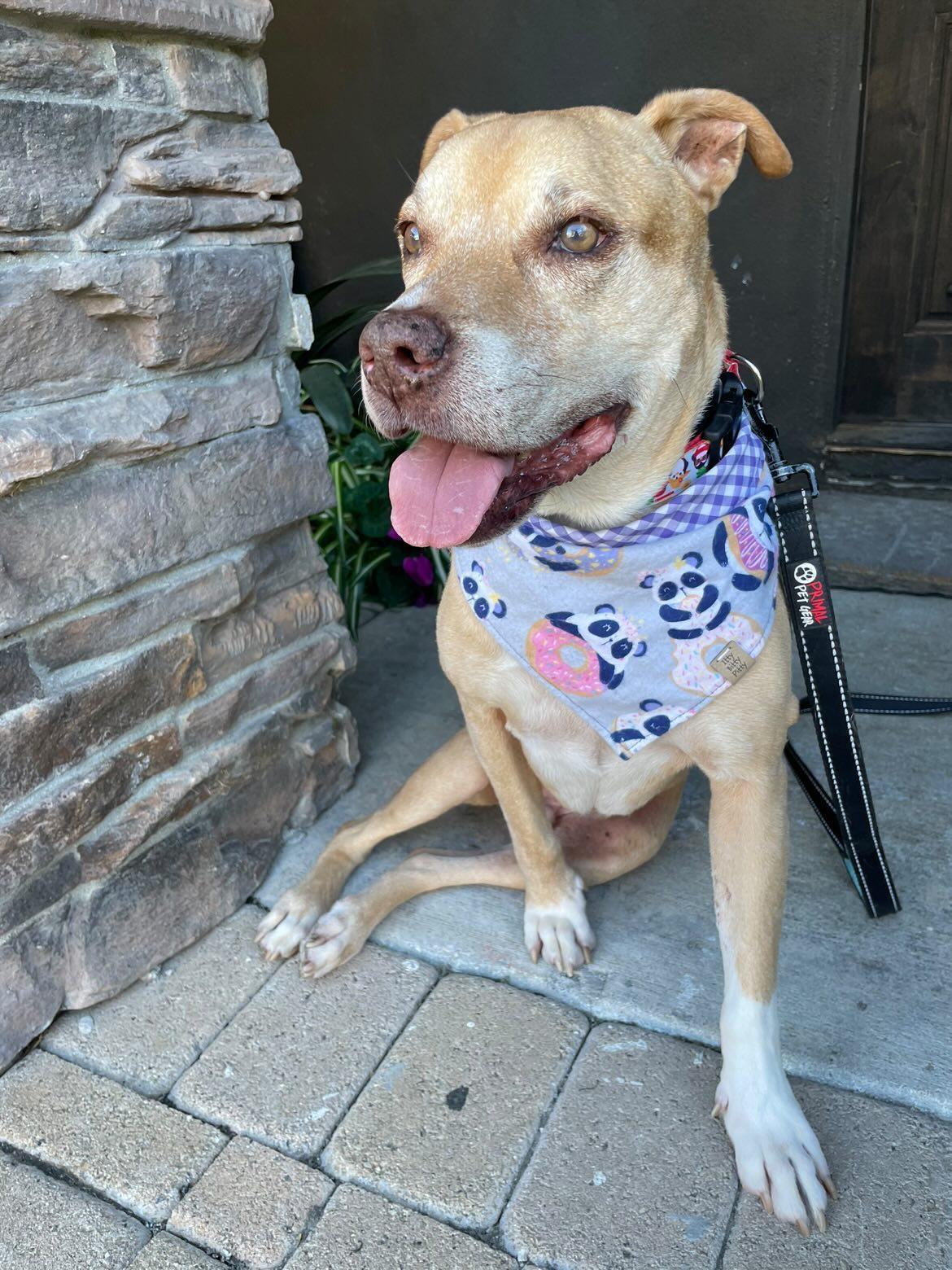 Panda Donuts Pet Bandana