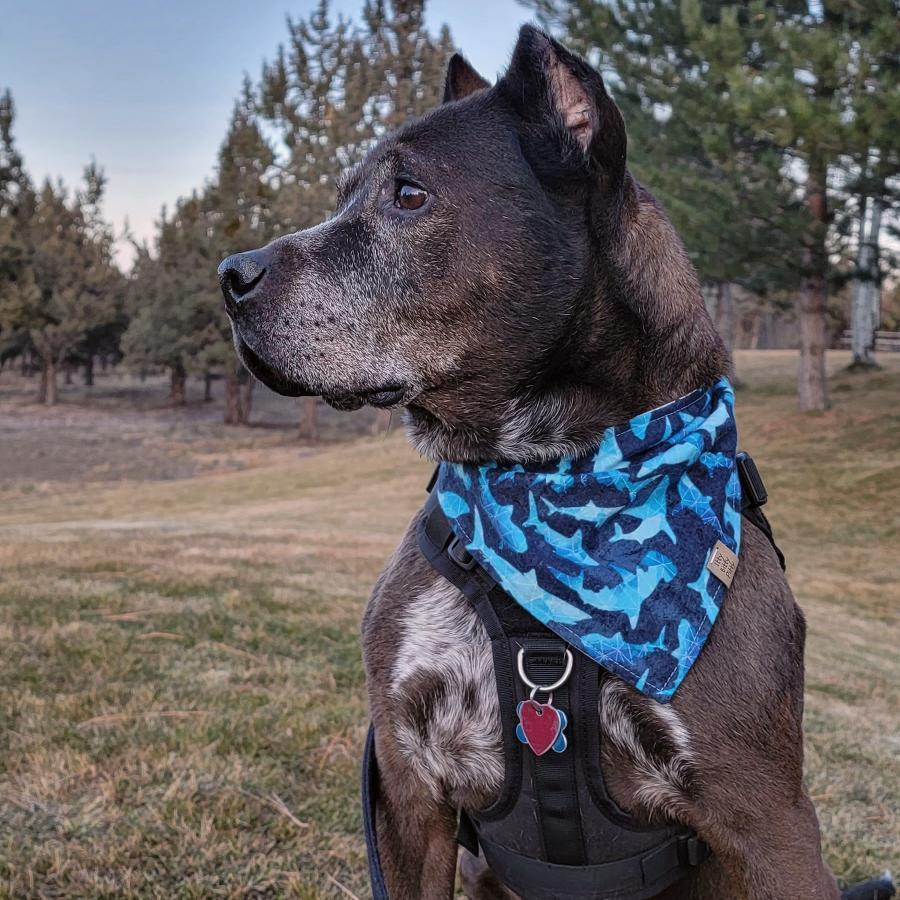Geometric Sharks Pet Bandana