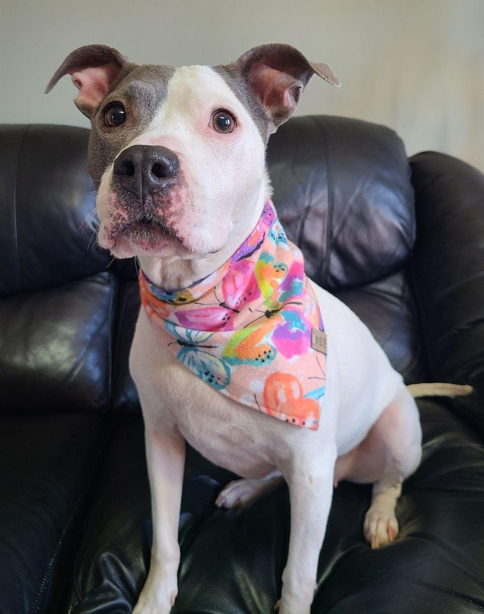 Pastel Butterflies Pet Bandana