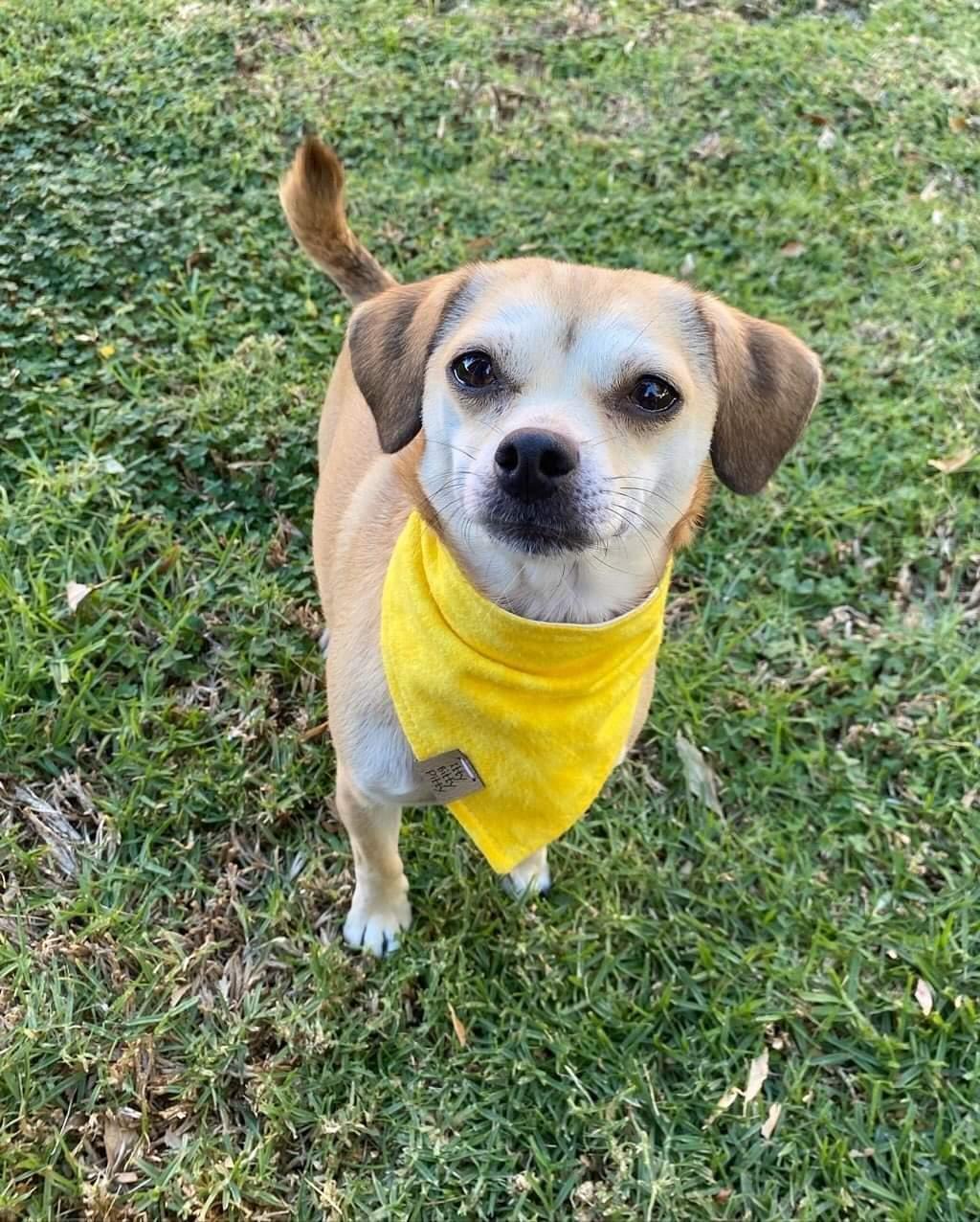 Lemons Pet Bandana