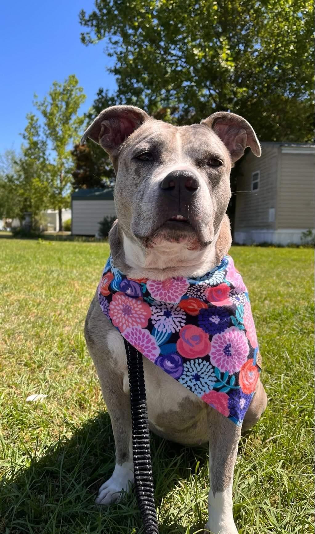 In Full Bloom Pet Bandana