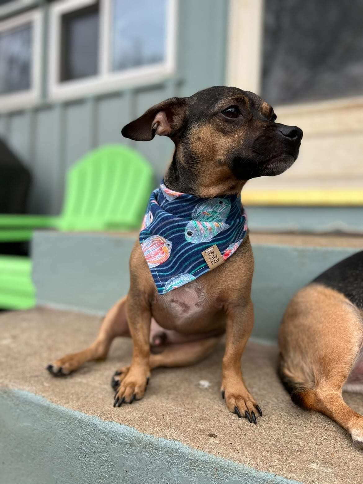Just Keep Swimming Pet Bandana
