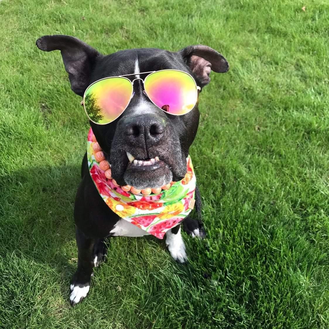Watercolor Fruit Pet Bandana