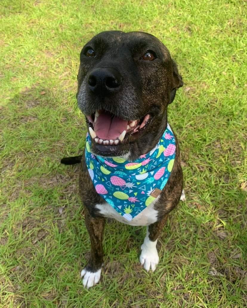 Retro Pineapple Pet Bandana