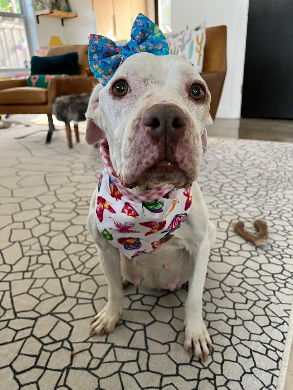 Butterfly Garden Pet Bandana