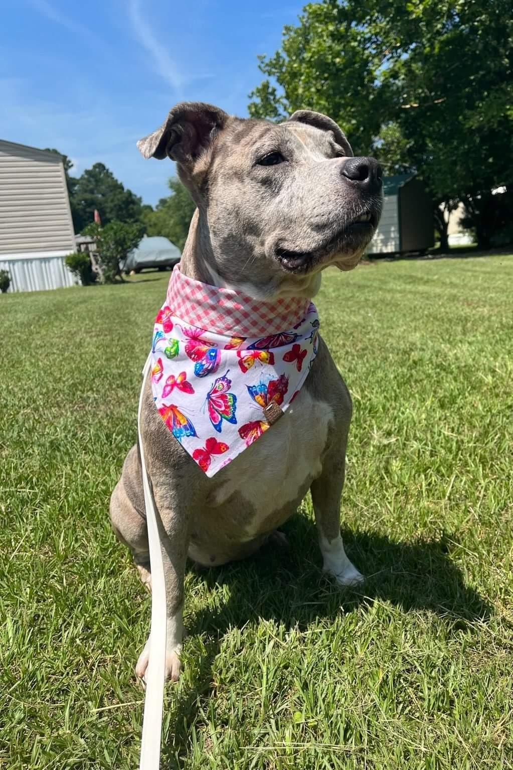 Butterfly Garden Pet Bandana