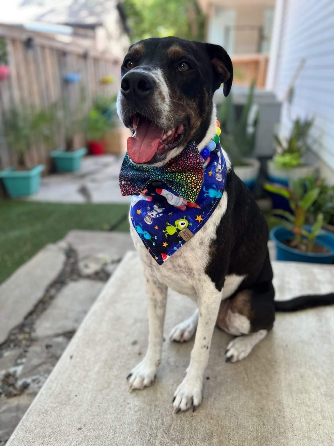 Outta This World Pet Bandana