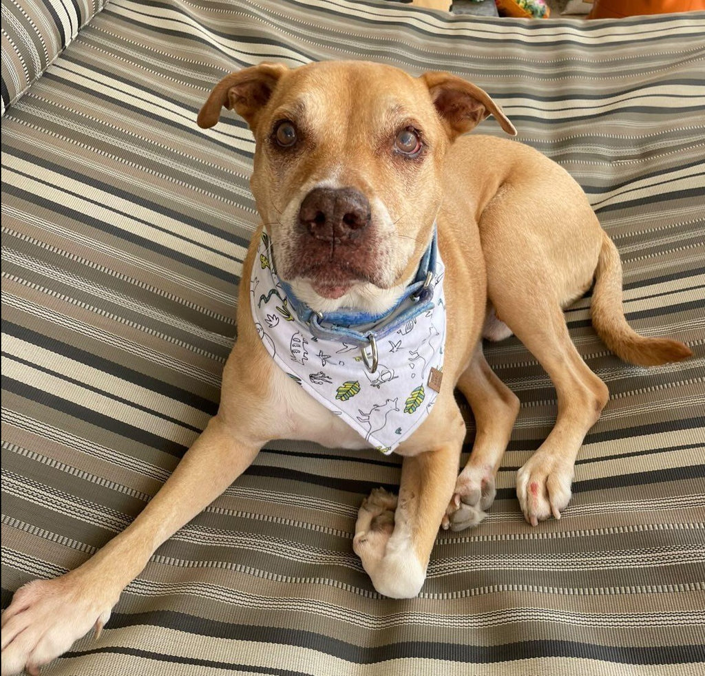 Down Under Pet Bandana
