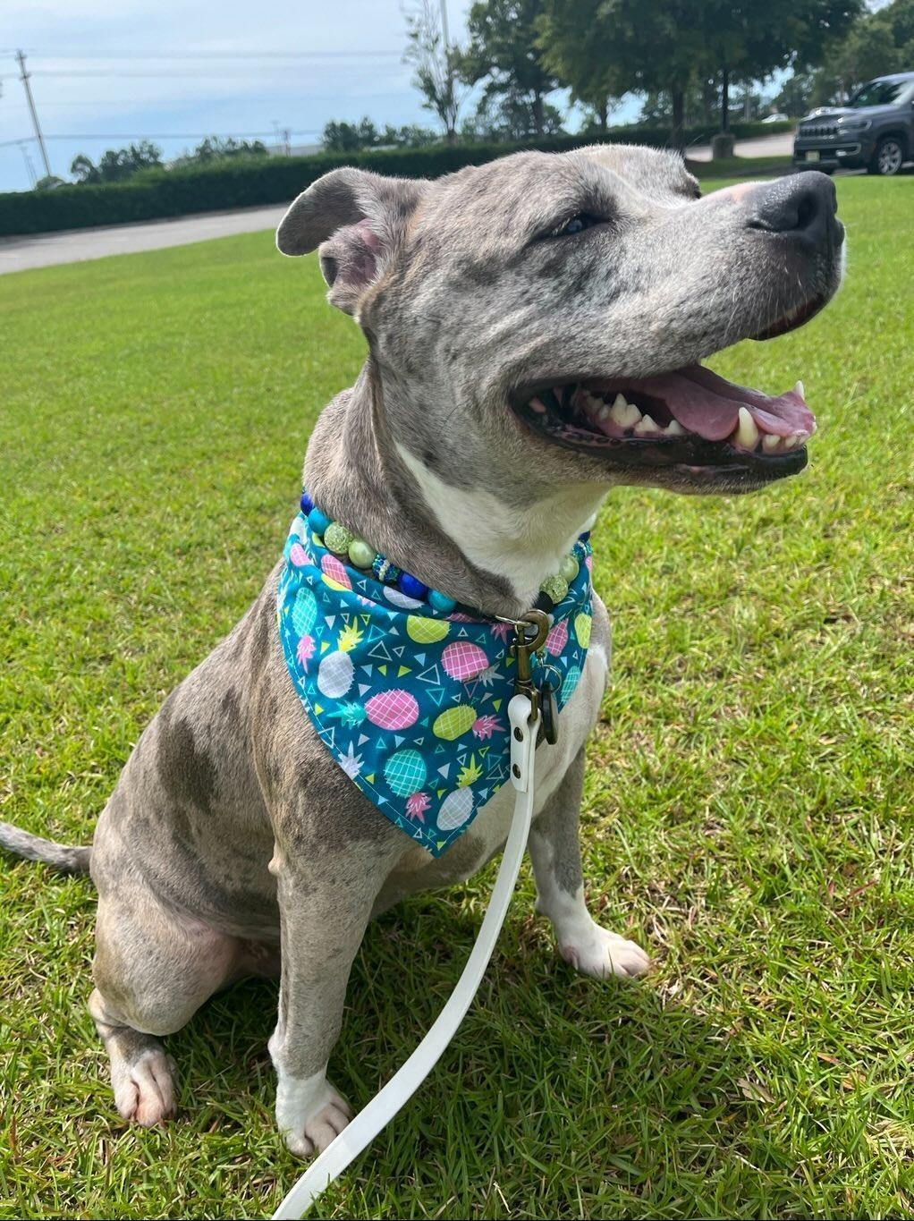 Retro Pineapple Pet Bandana